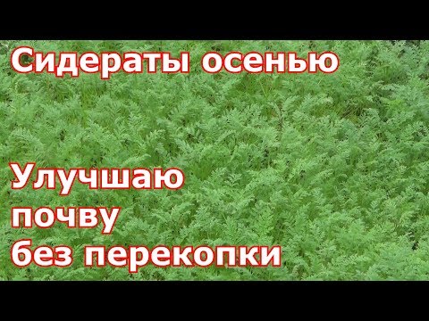 Сидераты осенью. Улучшаю почву без перекопки и без лишних хлопот. Какие и как сеять сидераты.