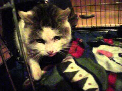 Video: Kattenbeetabcessen: Wat U Moet Weten