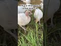 This Is What Pasture Raised Looks Like Healthy Clean Pastureraised Pasturedpoultry рџ ѓрџ ѓ This Is What Pasture Raised Looks Like Healthy Clean Pastureraised Pasturedpoultry рџ ѓрџ ѓ