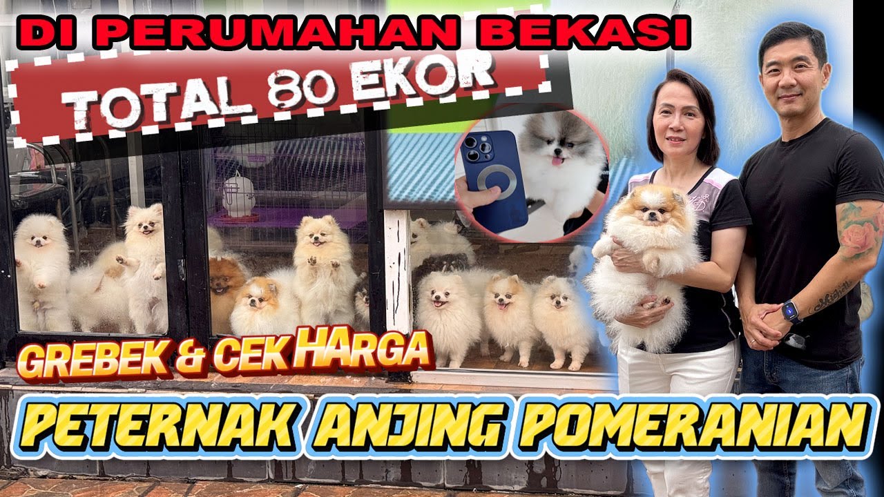 Grebek & Cek Harga 80 Ekor Anjing Pomeranian Peternakan Rumahan Di Bekasi