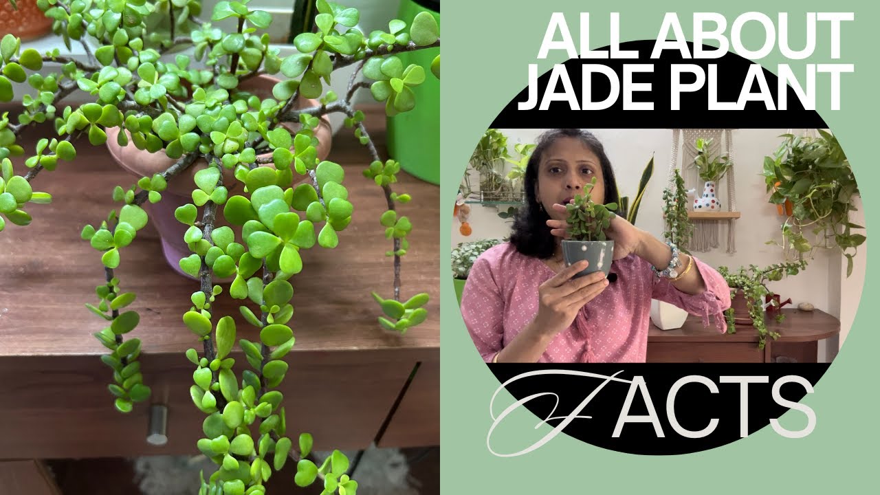 All about JADE Plant Interesting facts and Care tips Jade plant