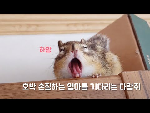호박 손질하는 엄마를 기다리는 다람쥐