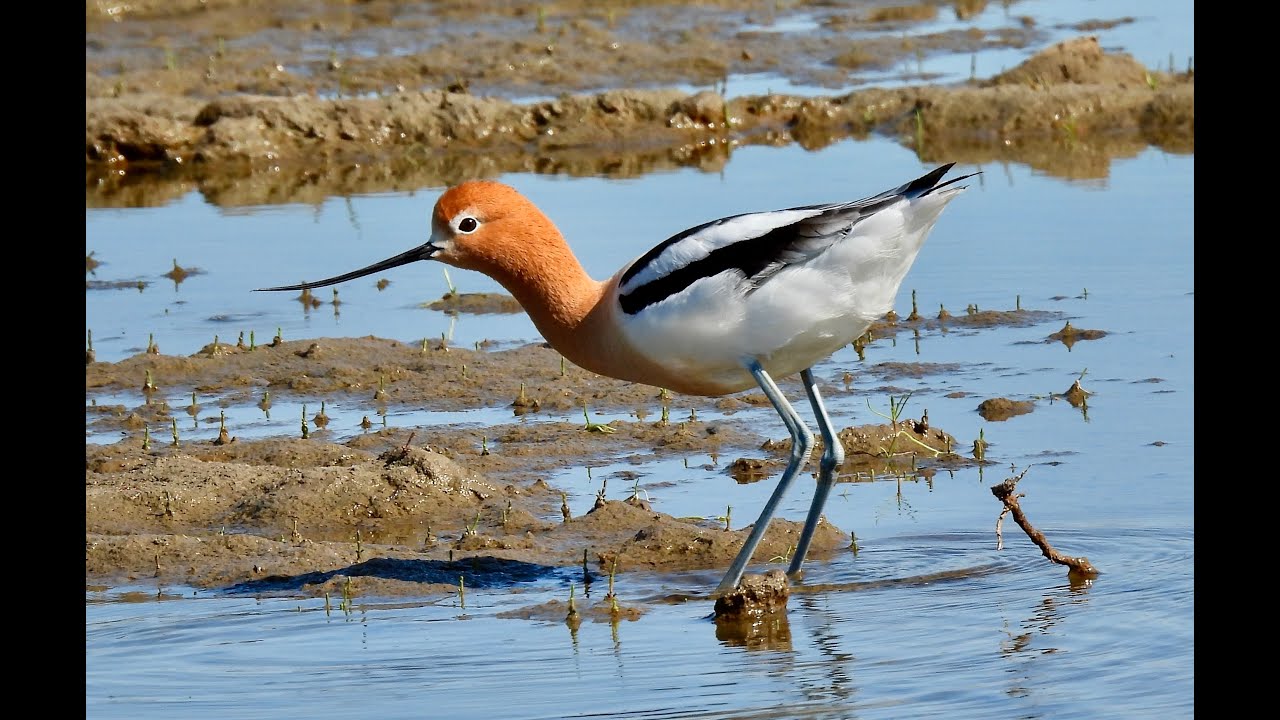 AMERICAN AVOCETS