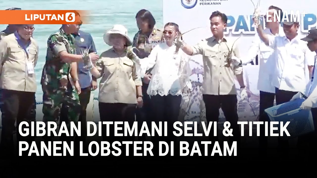 Momen Seru Gibran Panen Lobster Ditemani Selvi Ananda dan Titiek Soeharto | Liputan6