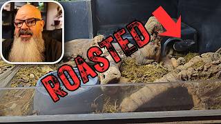 Reviewing Your Snake Cages! Reviewing Your Snake Setups