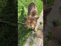 shorts Cute cat Leopold