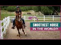 Smoothest Horse in the World?! | DiscoverTheHorse [Episode #26]