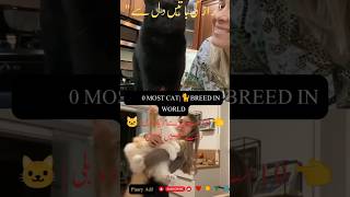 TOP 10 MOST CAT|BREED IN WORLD #shortsfeed #cat #piaaryadil