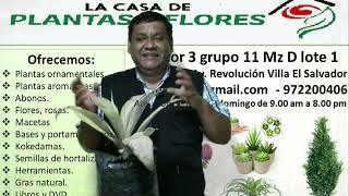 Plantas Crasas: Suculentas y Cactus