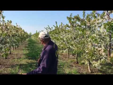 Видео: Уход за вишней Соната: узнайте об условиях выращивания вишни Соната