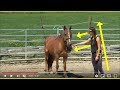 Girl Working With Mustang - Things I See From The Horse's Eyes