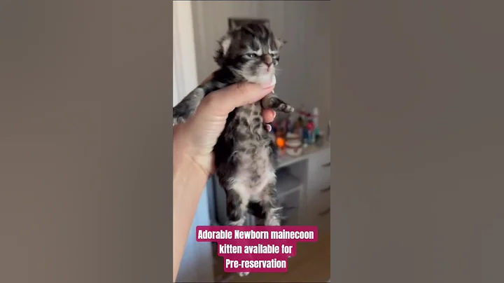 Video 10488631: mainecoon cat kitten pets, mainecoon cat kitten love, mainecoon kittens adorable, adopt mainecoon cat