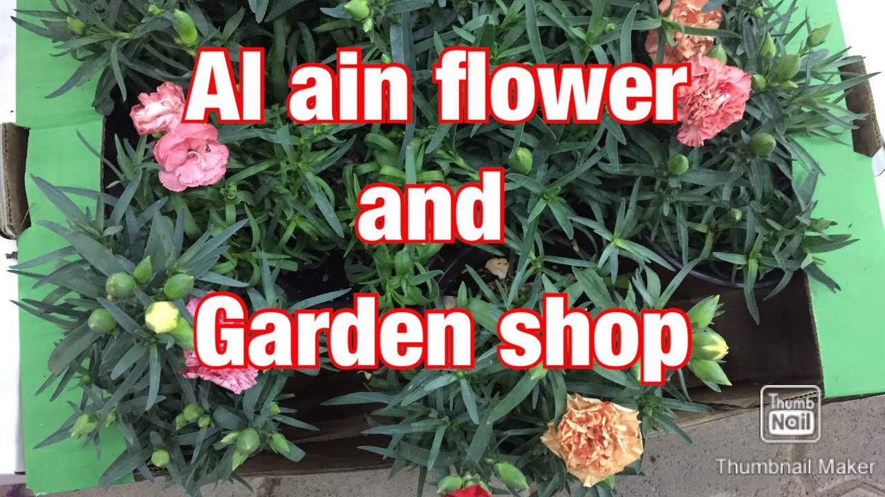 Al Ain flower and garden shop YouTube