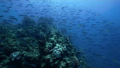 Acid Seas: How Carbon Pollution Is Wreaking Havoc on Marine Life