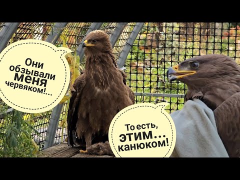 Yolka the owl has a temporary neighbor: a trial version of Gagarin the eagle with a broken wing
