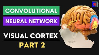 CNN Vs Visual Cortex | The Famous Cat Experiment | History of CNN