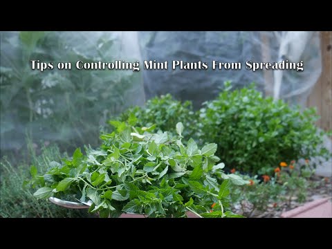 Video: Naučite kako kontrolisati biljke nane u bašti