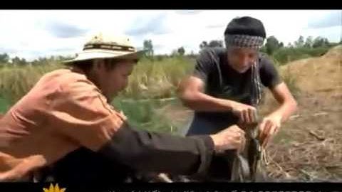 Đi phượt bắt CÁ ở rừng U Minh Hạ Cà Mau