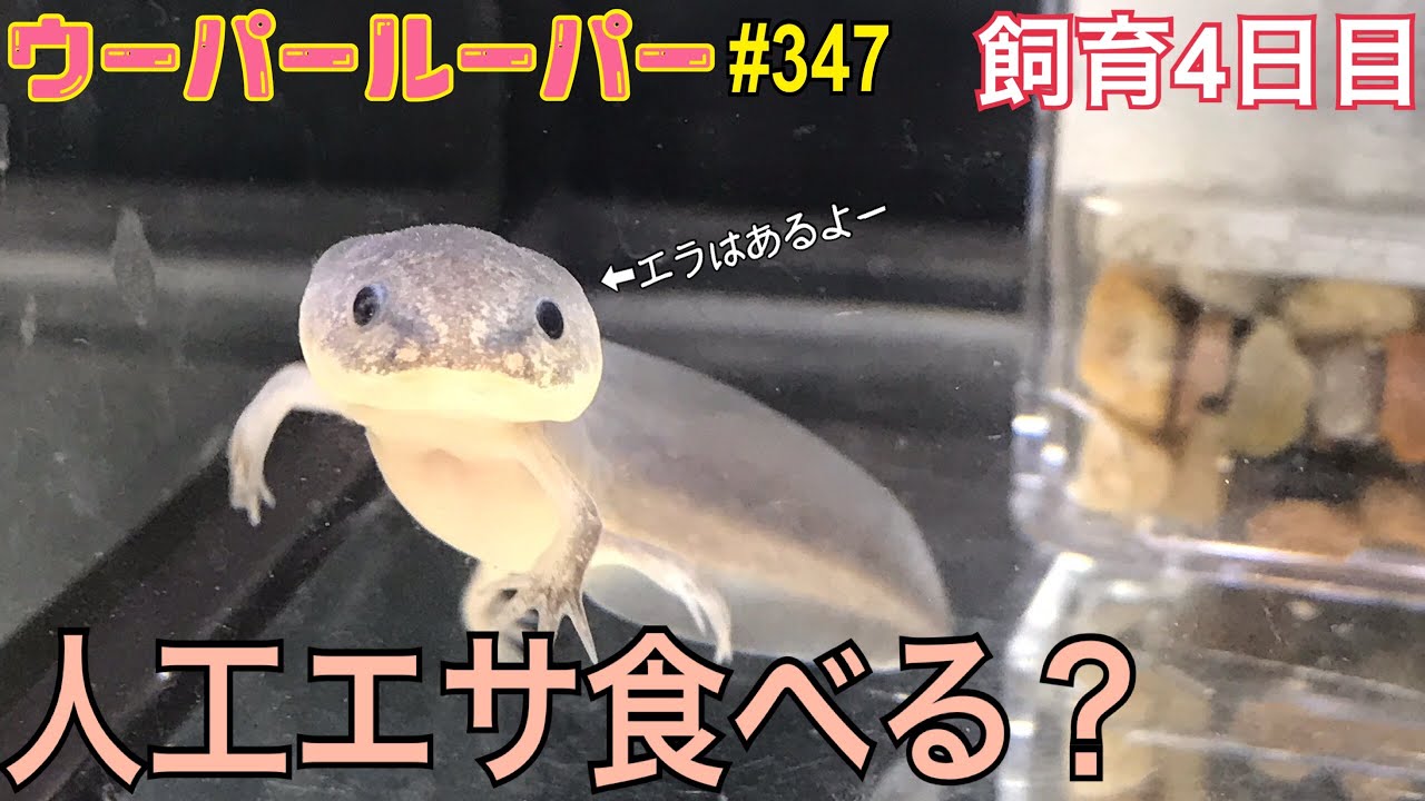 ウーパールーパー 飼育347 ブラック4日目のエサやり Youtube