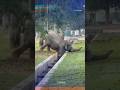 KASIH SAYANG SEEKOR IBU GAJAH #gajah #anakgajah #viral