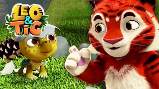 Leo y Tig 🔴 EN VIVO 🐯 Mejores episodios 🦁 Toons Mania - Dibujos Animados