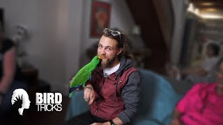 5 Reasons to Use PERMISSION BASED TRAINING With Parrots