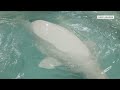 Beluga Whales Rescued From Failed Aquatic Park Find New Home