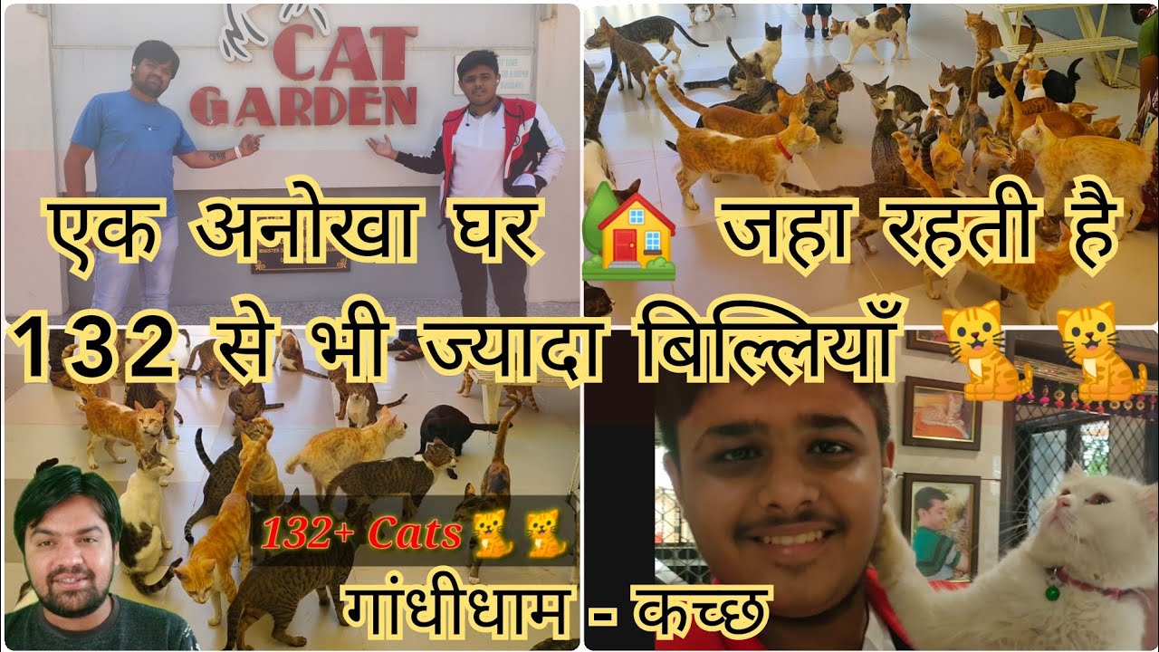 Cat Garden Gandhidham Kutch एक अनोखा घर 🏡 जहा रहती है 132+ बिल्लियाँ 🐈🐈😍Best Place to visit in