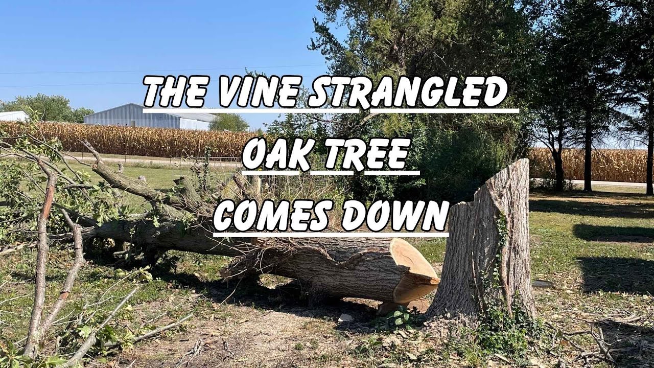 The Strangled Oak Tree is Coming Down! (Not a tutorial)
