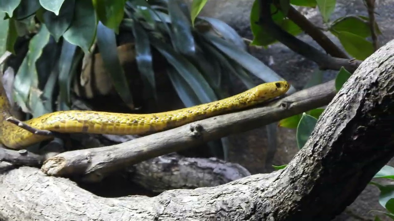 Kapkobra kriecht  4K