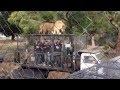 Lion Encounter at Orana Park Wildlife Park Christchurch