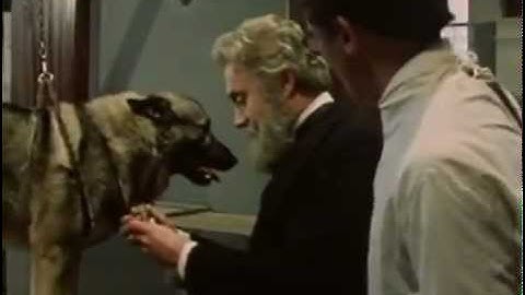 Pavlovs Dogs