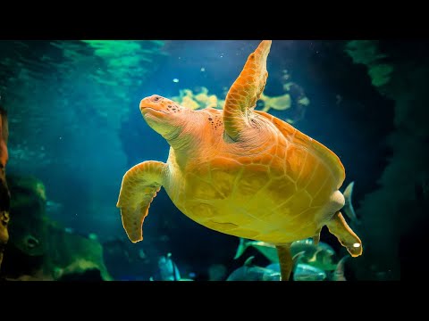 How many eggs do turtles lay?