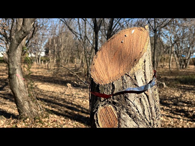 Pruning Dormant Chestnut Trees! - YouTube