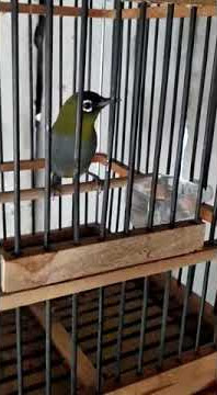 Pleci kepala hitam ngriwik syahdu