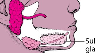 Salivary Gland Surgery lecture 1, Baileys and love , Sublingual Gland , Ranula #sublingual #glands