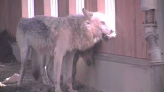 シンリンオオカミ キナコ換毛中~Eastern timber wolf