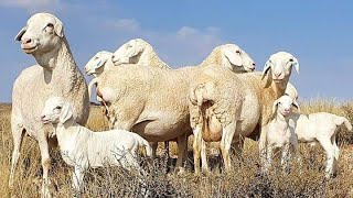 African Van Rooys Sheep Breed