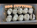 Cutting 11 ball python eggs