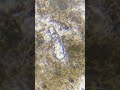 Micro-Universe: The Golden Feeding Vortex! 🌪️✨ #microscope #rotifer" #biology #science #micromacro