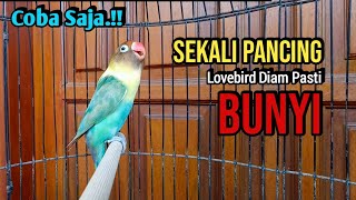 SEKALI PANCING 100% NYAUT, COBA SAJA !! Pancingan Lovebird Fighter Ngekek Panjang