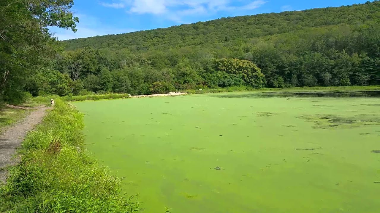 Green Algae, Rabbit Run Reservoir, Tamaqua, Walker Township, 8232015