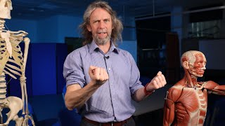 Muscle functions (anatomy)