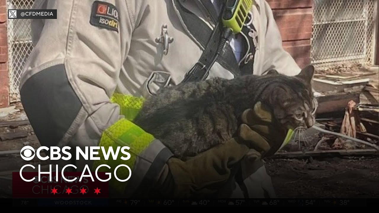 Mayday call at Ukrainian Village fire turns into cat rescue