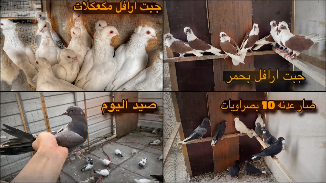 جبت ارافل بحمر وارافل بيض وكلهن مكعكلات تعال شوف بيش اشتريتهن 🔥 وصدنه غريب و1 