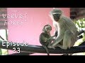 Orphan Baby Vervet Monkey Gets Tail Amputated - Ep. 23