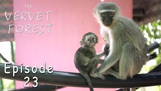 Orphan Baby Vervet Monkey Gets Tail Amputated - Ep. 23