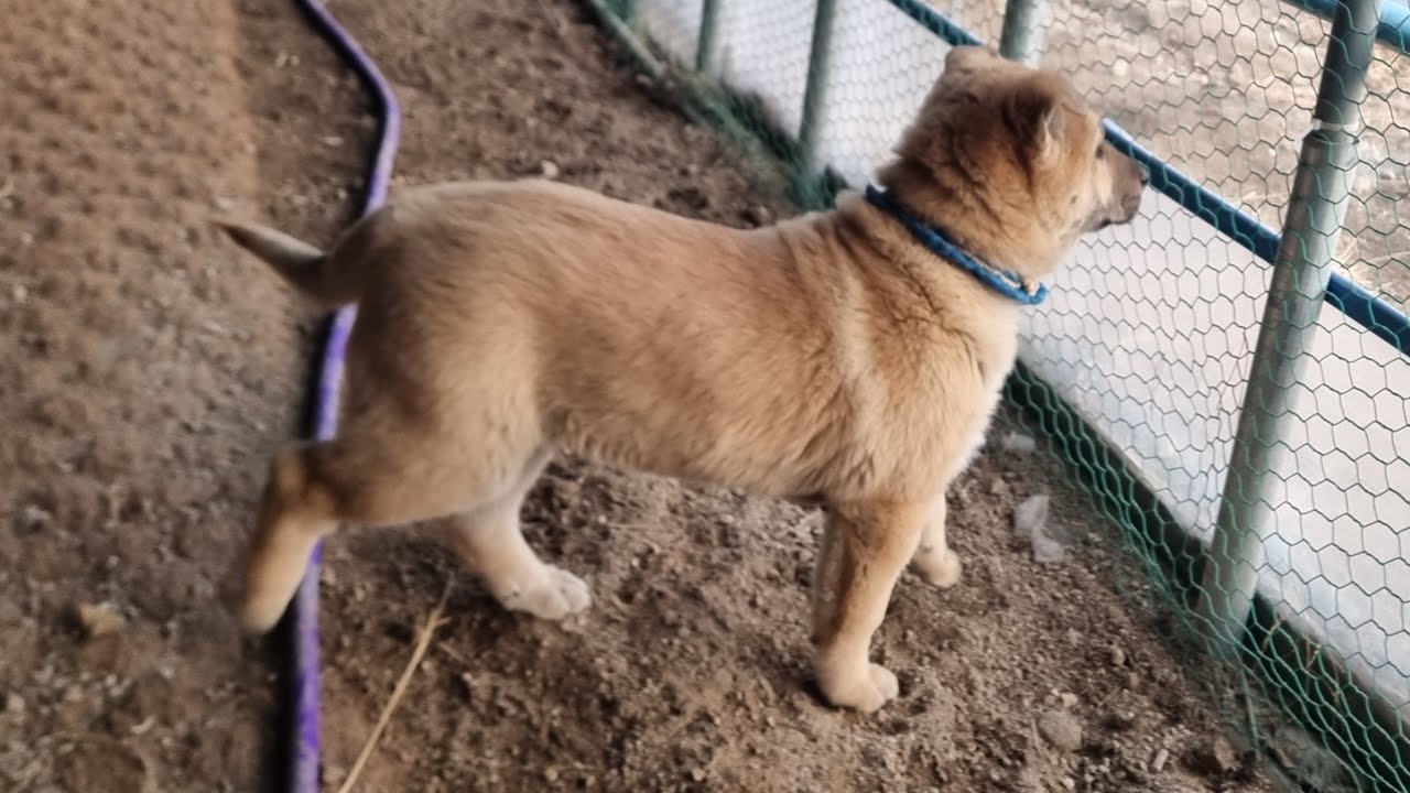 만세 내일 갑니다