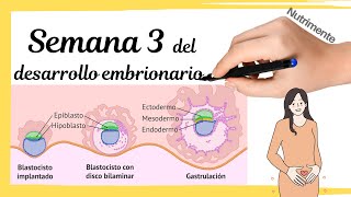 Tercera Semana Del Desarrollo Embrionario Humano o semana 5 desde FUM (Fecha.Última.Menstruación)