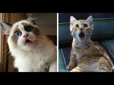 26 Dramatic Animals That Should Become Actors CutesyPooh Cat expressions, Cute c